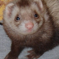 Photo de profil de Chloé