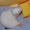 Photo de Vanille