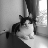 Photo de Valky