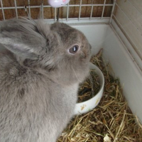 Photo de profil de Patchie
