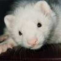 Photo de profil de Scherkan