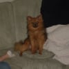 Photo de Louna