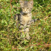 Photo de Koda