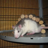 Photo de profil de Bobhyne