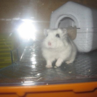 Photo de profil de Mamzellescarlette