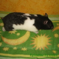 Photo de profil de Eglantine