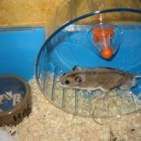 Photo de profil de Asio