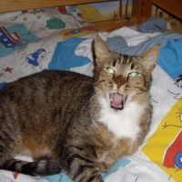 Photo de profil de Socratte