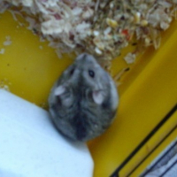 Photo de profil de Rocco
