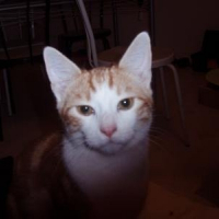 Photo de profil de Vito