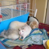 Photo de Mes ratounets