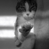 Photo de Talgi