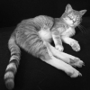 Photo de Baby