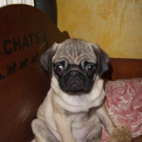 Photo de profil de Shona