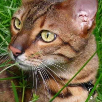 Photo de profil de Bichat