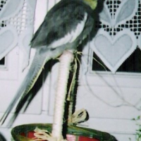 Photo de profil de Bijoux