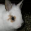 Photo de Lapinou