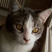 Photo de profil de Taz