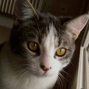Photo de profil de Taz