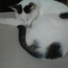 Photo de Kitty
