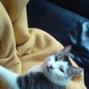 Photo de Moustic