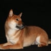 Photo de Cooper