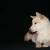 Photo de Dagan