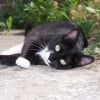 Photo de Pattenrond