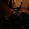 Photo de Stitch