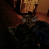 Photo de profil de Stitch