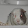 Photo de Caramel