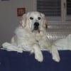 Photo de Bentley