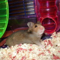 Photo de profil de Choupa