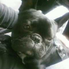 Photo de Stitch