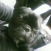 Photo de profil de Stitch