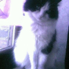 Photo de Shyna