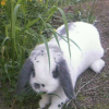 Photo de Booba