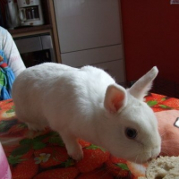 Photo de profil de Panpan