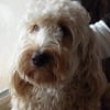 Photo de Coockie