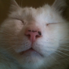 Photo de Titou