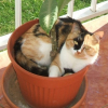 Photo de Mouchette
