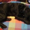 Photo de Snoopy