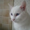 Photo de Saphir