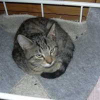 Photo de profil de Onyx