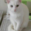 Photo de Coton