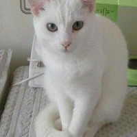 Photo de profil de Coton