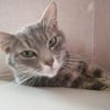 Photo de Chipie