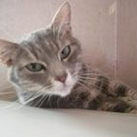 Photo de profil de Chipie