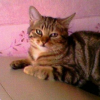 Photo de Tigresse