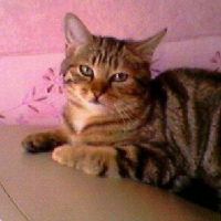 Photo de profil de Tigresse